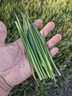 'East Meets West' Sea Plantain Breeding Mix