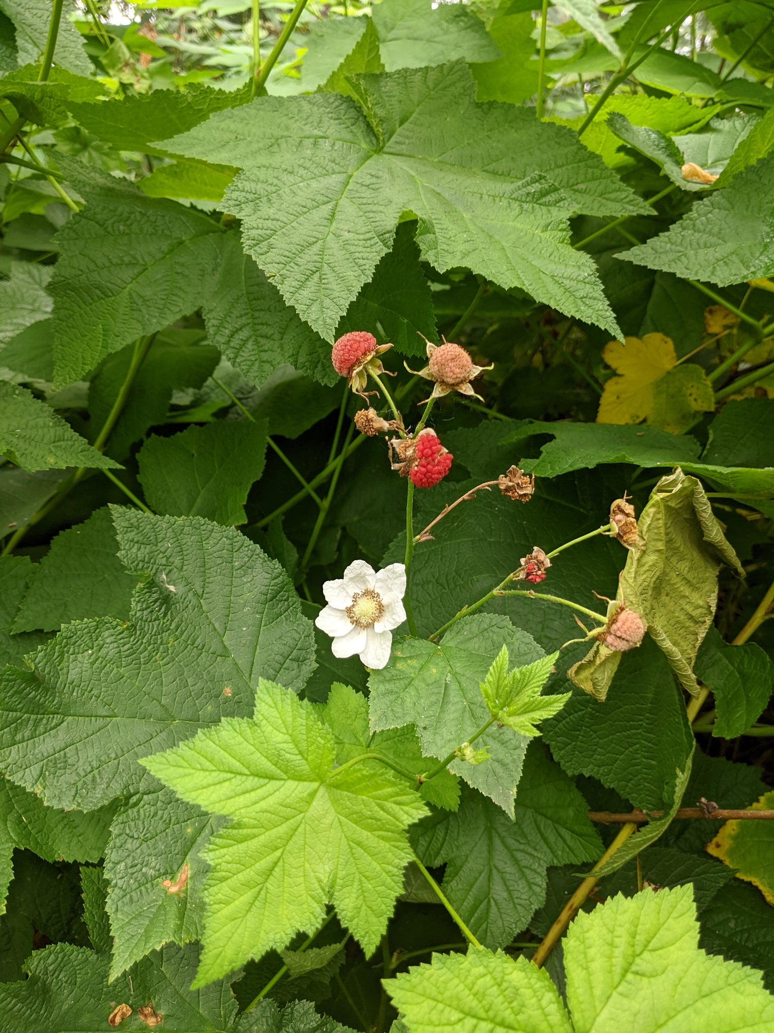Thimbleberry Roots Thimbleberry – Experimental Farm Network Seed Store