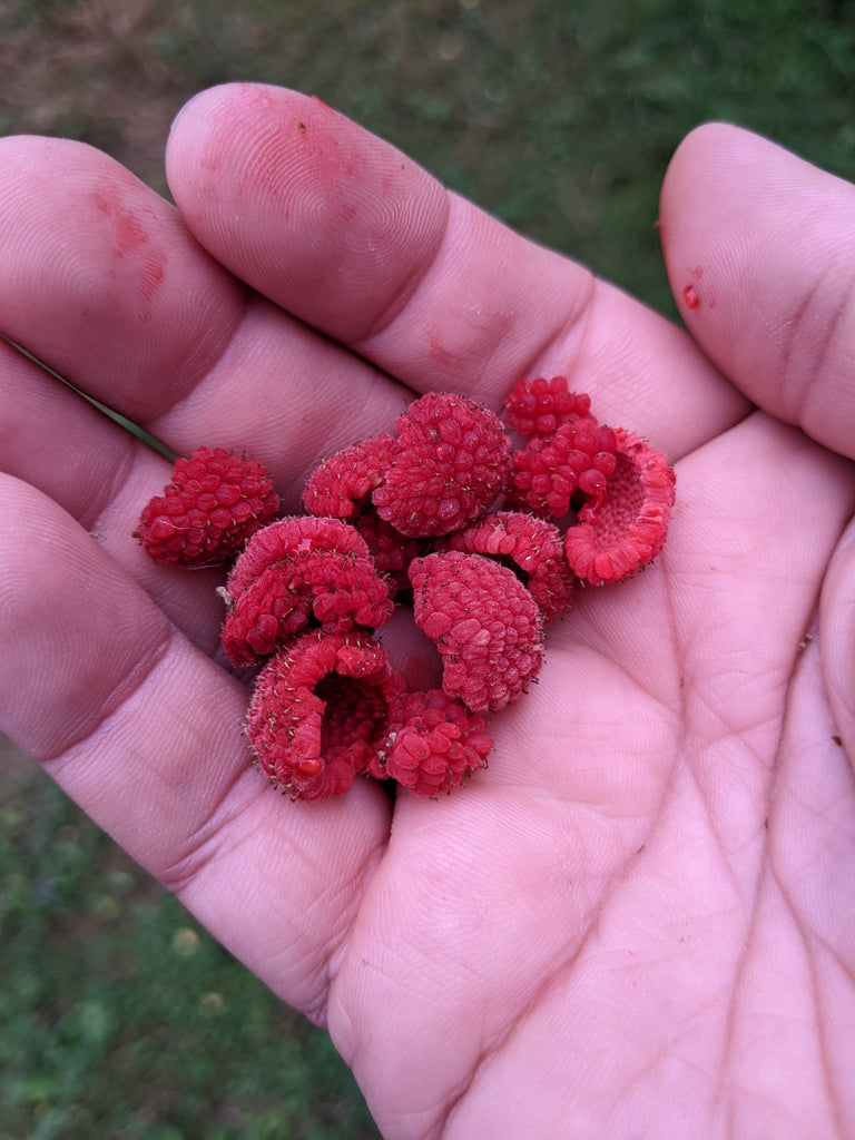 Thimbleberry Roots Thimbleberry – Experimental Farm Network Seed Store