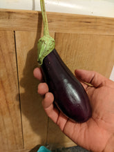 'Baghdad Market 1948' Eggplant