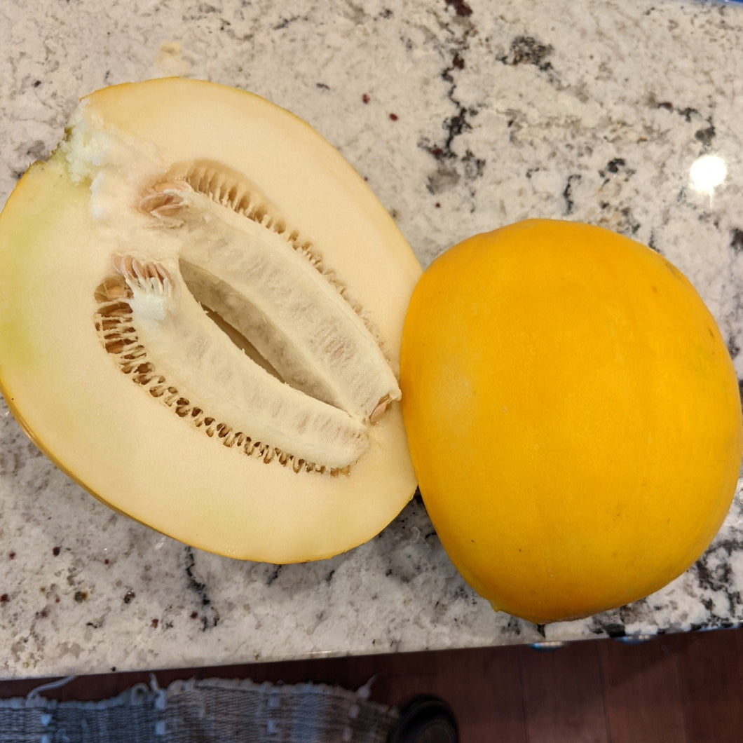'Odesa Yellow' Melon