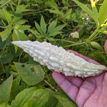 'St. Croix White' Bitter Melon