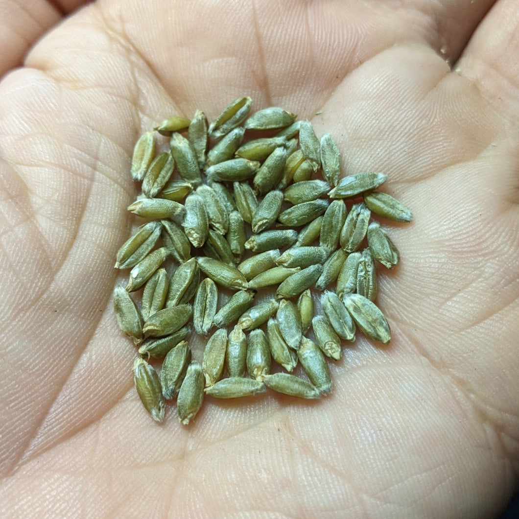 Tim Peters Perennial Wheat Grex