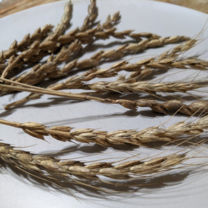 Tim Peters Perennial Wheat Grex