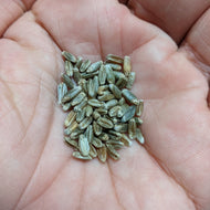 'Salish Blue' Perennial Wheat