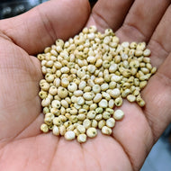 'Dorado' Sorghum