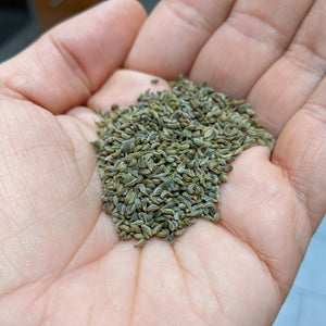 'South Ossetia' Parsley (Leaf, Root & Seed Type)