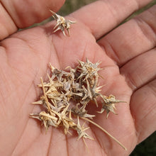 Palestinian Sabanikh (Spinach)