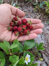 'Holly City' Wild Strawberry