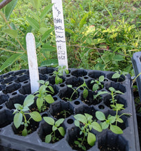 'Togolese' Hoary Basil