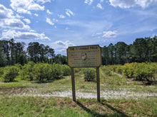 Elizabeth Coleman White's Blueberry Breeding Mix