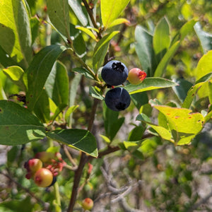 Elizabeth Coleman White's Blueberry Breeding Mix