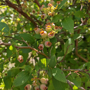 Elizabeth Coleman White's Blueberry Breeding Mix