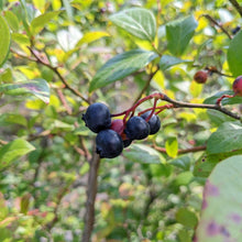 Elizabeth Coleman White's Blueberry Breeding Mix