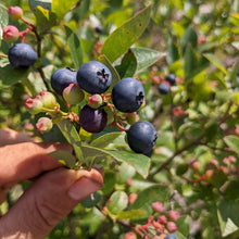 Elizabeth Coleman White's Blueberry Breeding Mix