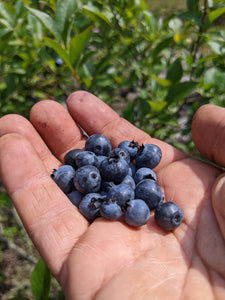 Elizabeth Coleman White's Blueberry Breeding Mix