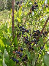 Elizabeth Coleman White's Blueberry Breeding Mix