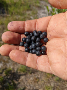 Elizabeth Coleman White's Blueberry Breeding Mix