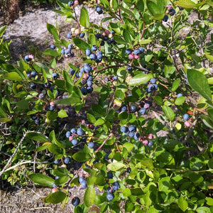 Elizabeth Coleman White's Blueberry Breeding Mix