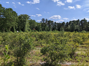 Elizabeth Coleman White's Blueberry Breeding Mix