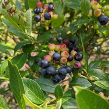 Elizabeth Coleman White's Blueberry Breeding Mix