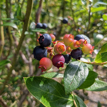 Elizabeth Coleman White's Blueberry Breeding Mix