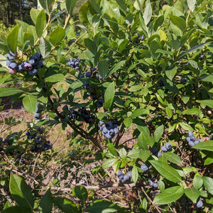 Elizabeth Coleman White's Blueberry Breeding Mix