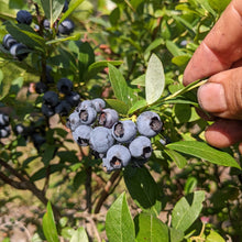 Elizabeth Coleman White's Blueberry Breeding Mix