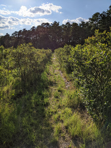 Elizabeth Coleman White's Blueberry Breeding Mix