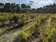 Elizabeth Coleman White's Blueberry Breeding Mix