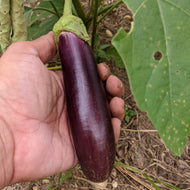 'Hama' Eggplant