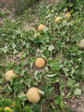 'Bettieħ Tax-Xitwa Safra' Melon ("Maltese Yellow Winter")