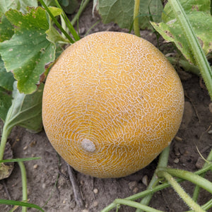 'Bettieħ Tax-Xitwa Safra' Melon ("Maltese Yellow Winter")