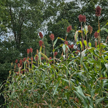 'Nebur Der' Sorghum