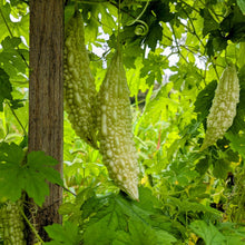 'St. Croix White' Bitter Melon