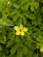 'St. Croix White' Bitter Melon