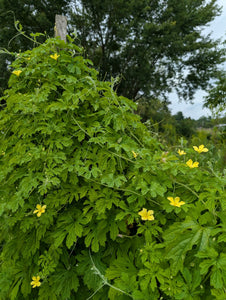 'St. Croix White' Bitter Melon