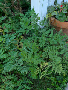 'Monhegan Post Office' Sweet Cicely