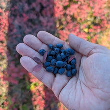 Russian Bog Bilberry