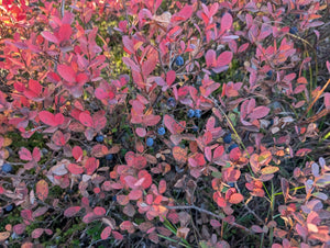 Russian Bog Bilberry