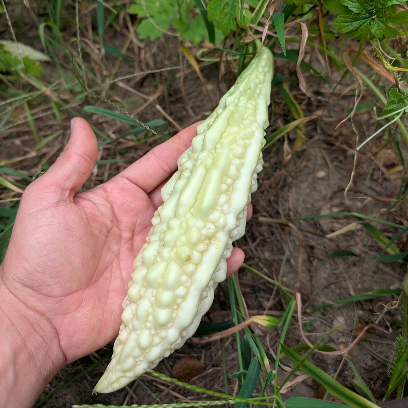 where to buy bitter melon seeds for planting St. Croix White' Bitter Melon – Experimental Farm Network Seed Store