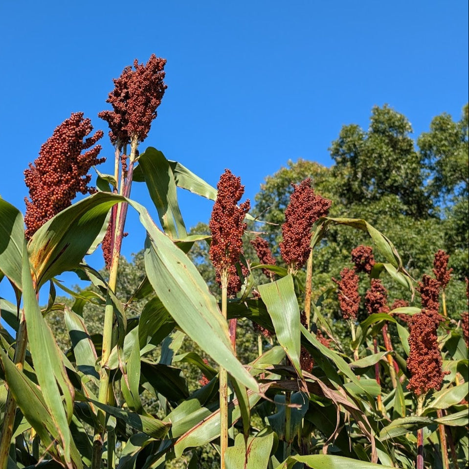 'Nerum Boer' Sorghum