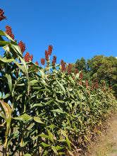 'Nerum Boer' Sorghum