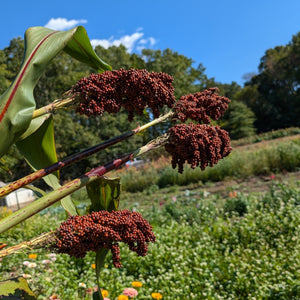 'Nebur Der' Sorghum