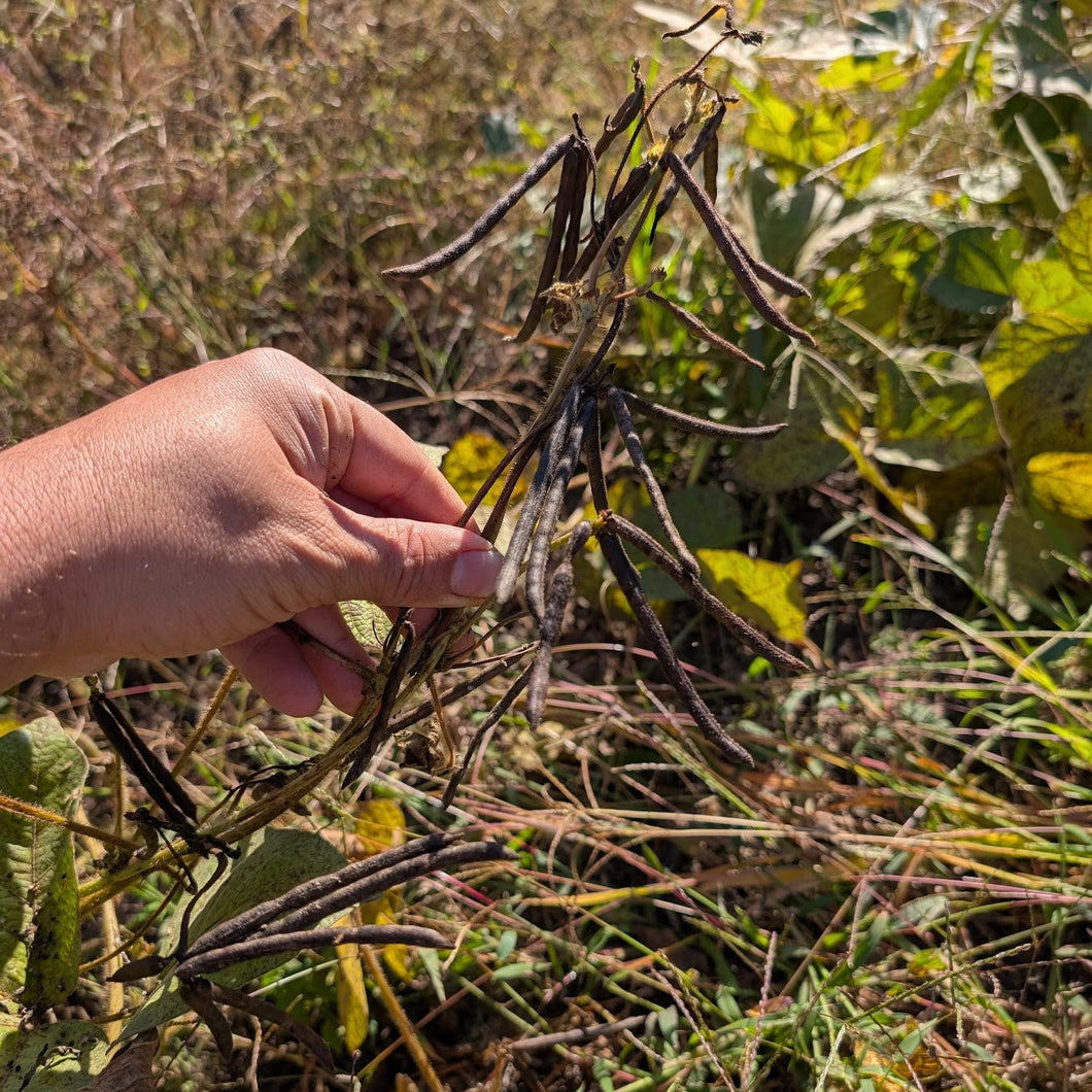 mung plants Iranian Mung Bean – Experimental Farm Network Seed Store