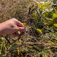Iranian Mung Bean