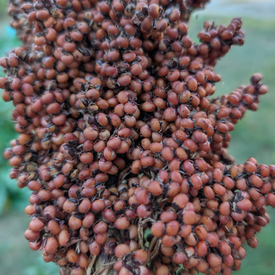 'Nebur Der' Sorghum