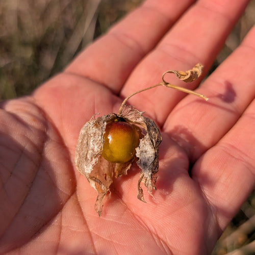 Elmer Perennial Ground Cherry