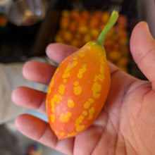 Addi Anchote (White Hanchotte)