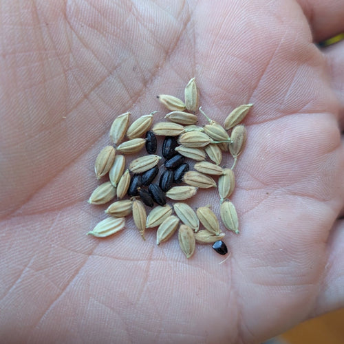 'Purple Jomon' Rice